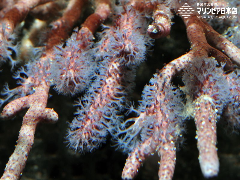 新潟市水族館 マリンピア日本海 生物図鑑 ≫ 「フトヤギ」