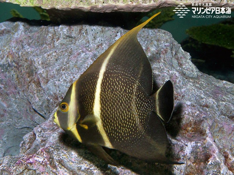 新潟市水族館 マリンピア日本海 生物図鑑 ≫ 「フレンチエンゼルフィッシュ」 - uniqueemployment.ca