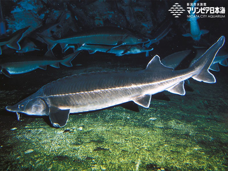 新潟市水族館 マリンピア日本海 生物図鑑 ≫ 「ベステル オオチョウザメ♀×コチョウザメ♂」