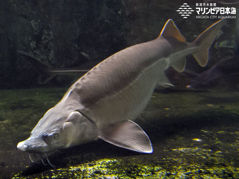 新潟市水族館 マリンピア日本海 生物図鑑 ≫ 「ベステル オオチョウザメ♀×コチョウザメ♂」