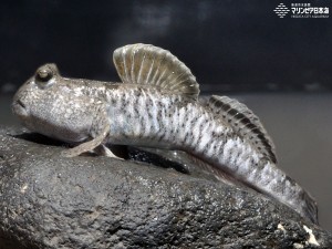 新潟市水族館 マリンピア日本海 生物図鑑 ≫ 「トビハゼ」