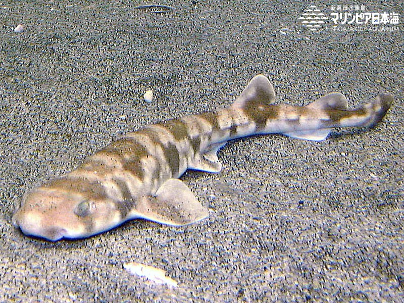 新潟市水族館 マリンピア日本海 生物図鑑 トラザメ