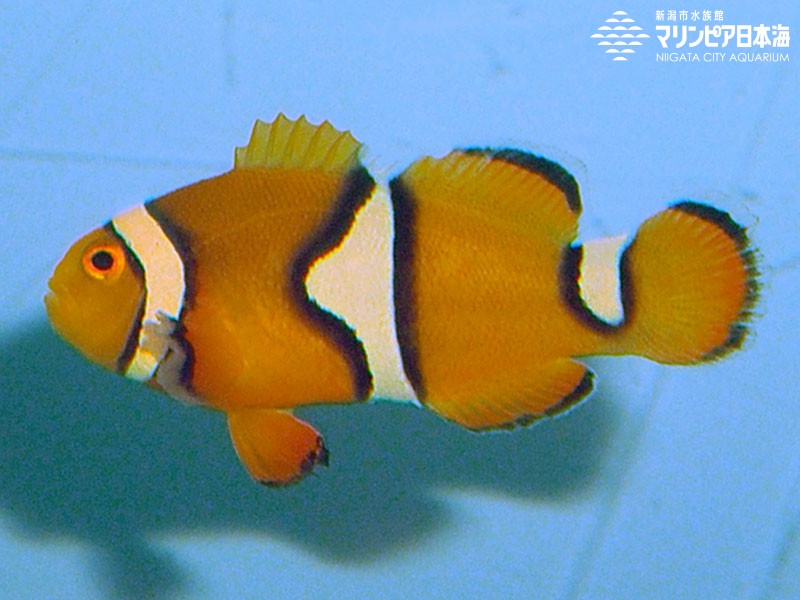 新潟市水族館 マリンピア日本海 生物図鑑 クラウンアネモネフィッシュ