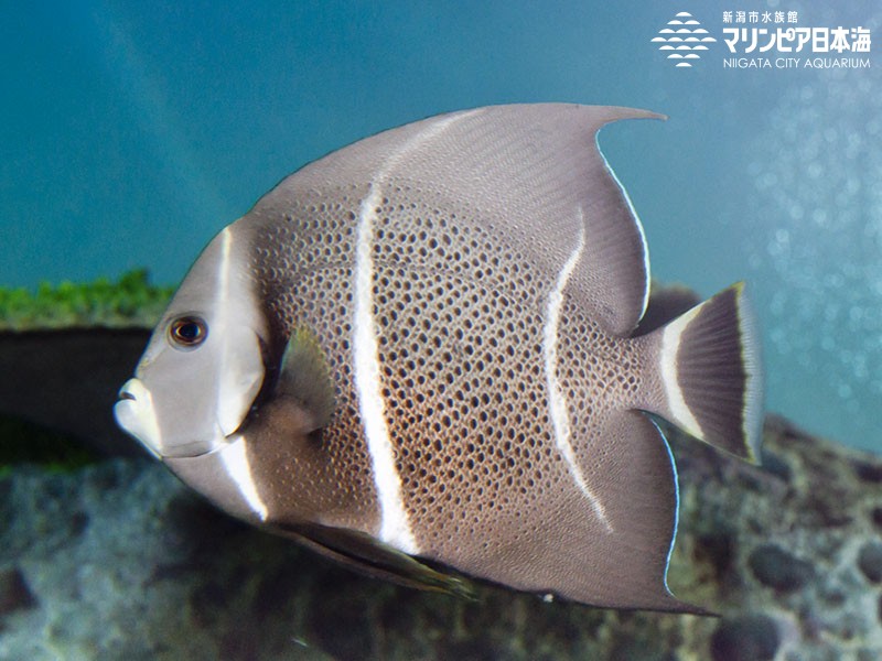 新潟市水族館 マリンピア日本海 生物図鑑 ≫ 「グレイエンゼルフィッシュ」