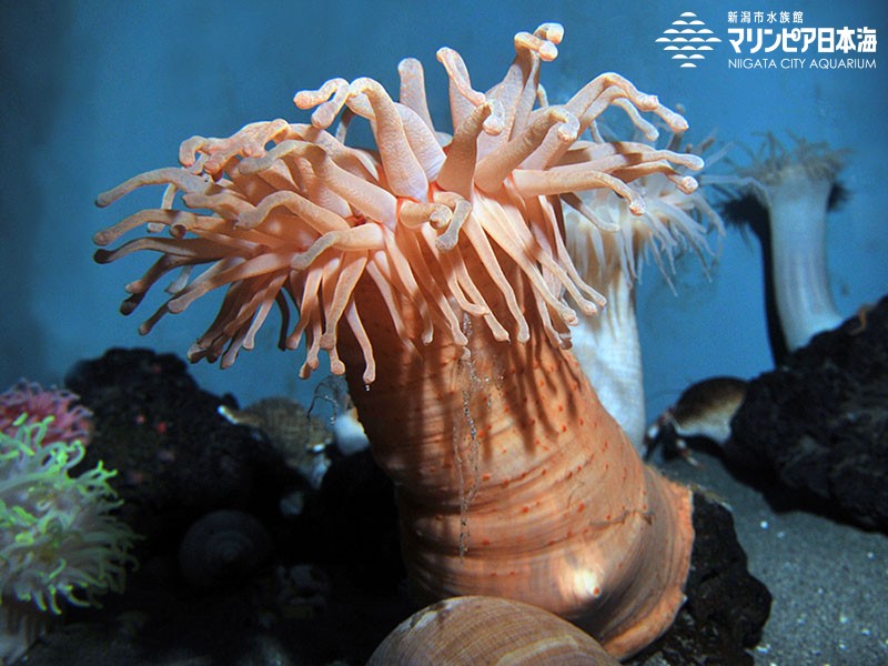 新潟市水族館 マリンピア日本海 生物図鑑 ≫ 「コイボイソギンチャク」