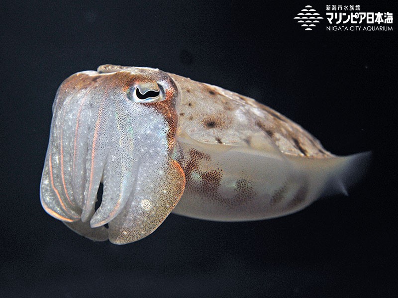 新潟市水族館 マリンピア日本海 生物図鑑 コウイカ