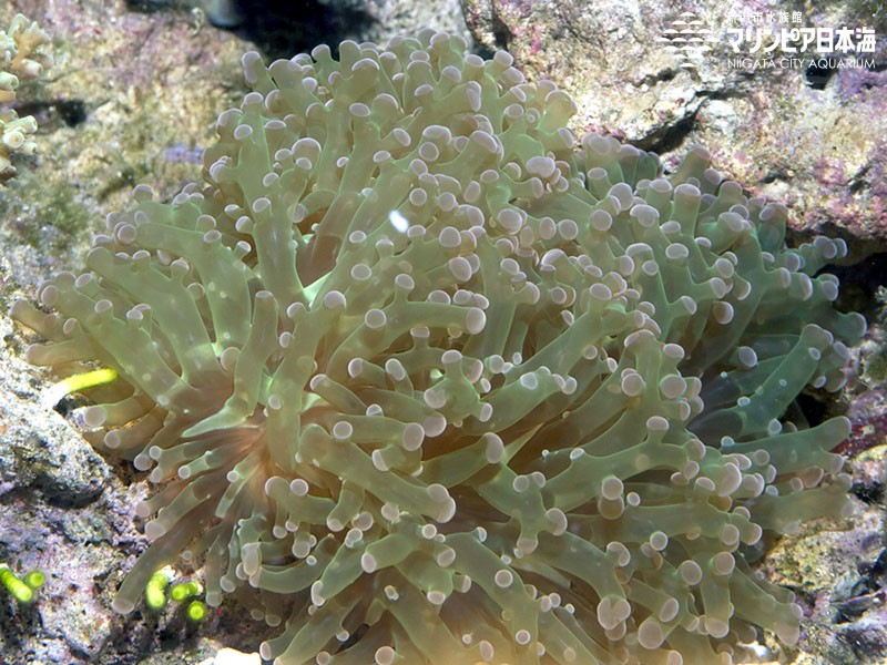 新潟市水族館 マリンピア日本海 生物図鑑 コエダナガレハナサンゴ