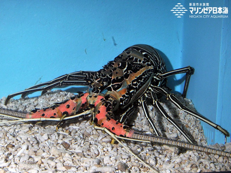 新潟市水族館 マリンピア日本海 生物図鑑 ≫ 「ゴシキエビ」