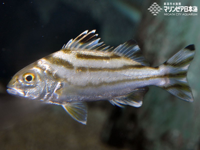 新潟市水族館 マリンピア日本海 生物図鑑 コトヒキ