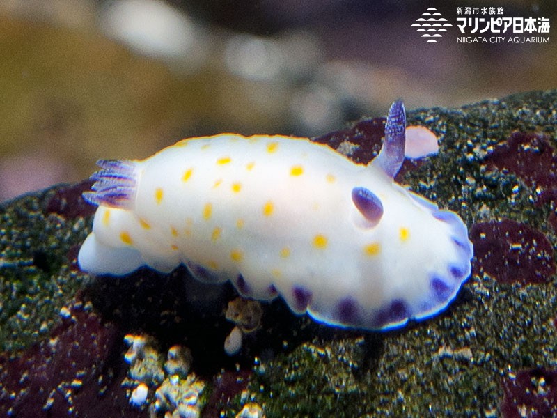 新潟市水族館 マリンピア日本海 生物図鑑 ≫ 「コモンウミウシ」