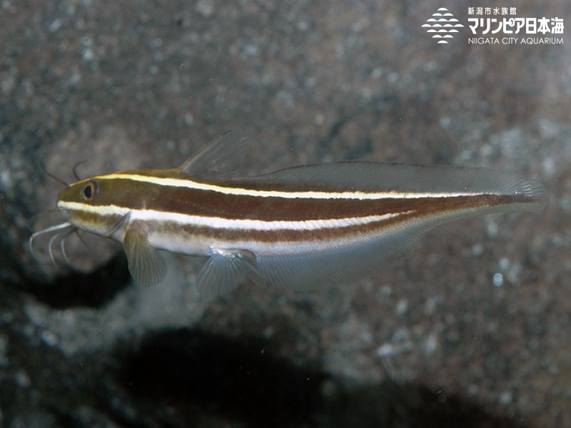 新潟市水族館 マリンピア日本海 生物図鑑 ゴンズイ