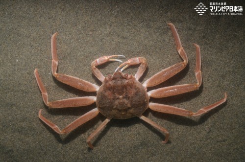 新潟市水族館 マリンピア日本海 生物図鑑 ズワイガニ