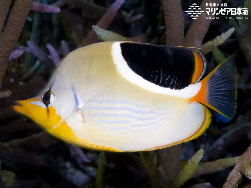 新潟市水族館 マリンピア日本海 生物図鑑 セグロチョウチョウウオ