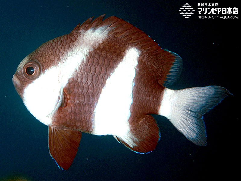 新潟市水族館 マリンピア日本海 生物図鑑 ミスジリュウキュウスズメダイ