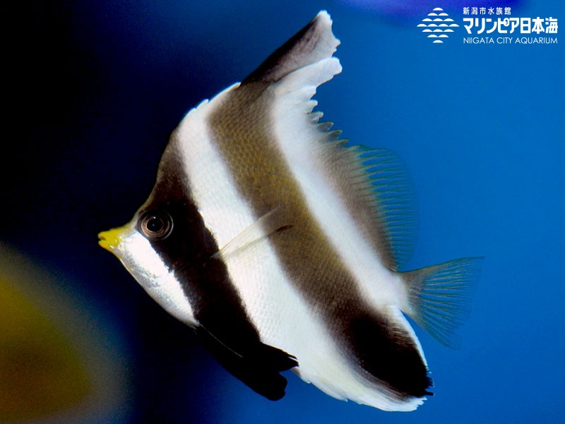 新潟市水族館 マリンピア日本海 生物図鑑 ミナミハタタテダイ