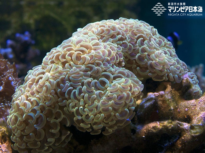 新潟市水族館 マリンピア日本海 生物図鑑 ≫ 「ナガレハナサンゴ」