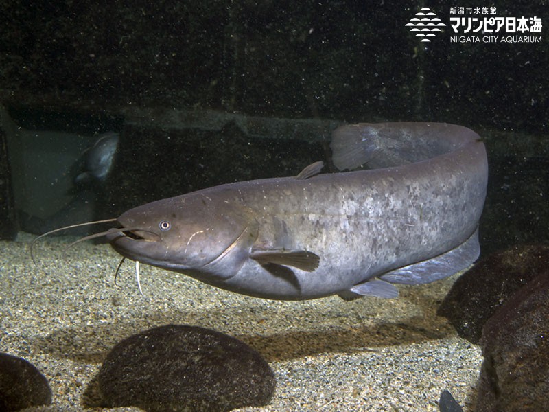 新潟市水族館 マリンピア日本海 生物図鑑 ナマズ