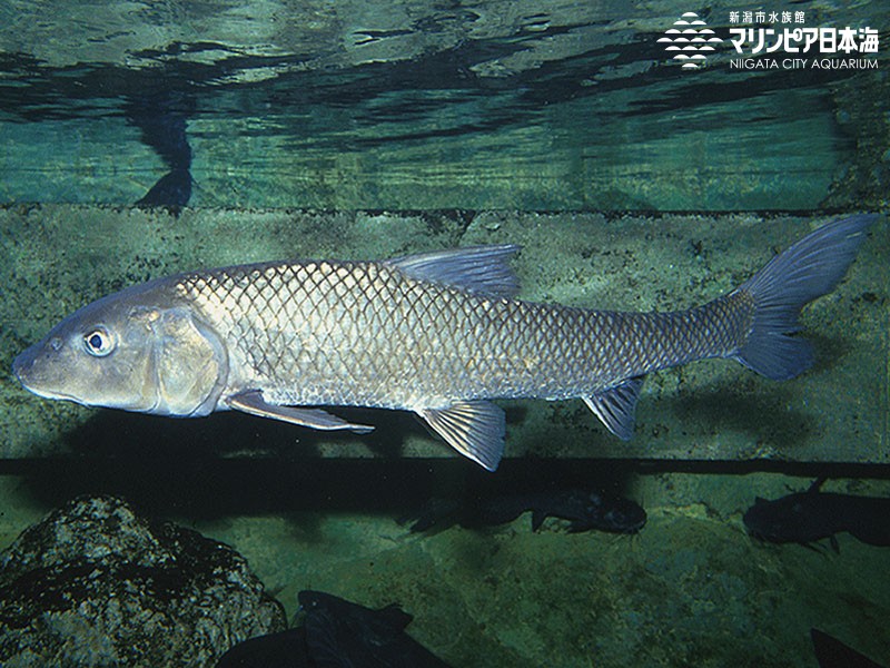 新潟市水族館 マリンピア日本海 生物図鑑 ≫ 「ニゴイ」