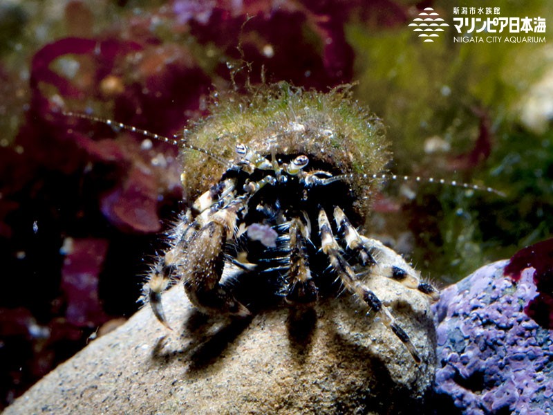 新潟市水族館 マリンピア日本海 生物図鑑 ユビナガホンヤドカリ