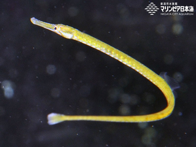 新潟市水族館 マリンピア日本海 生物図鑑 ヨウジウオ