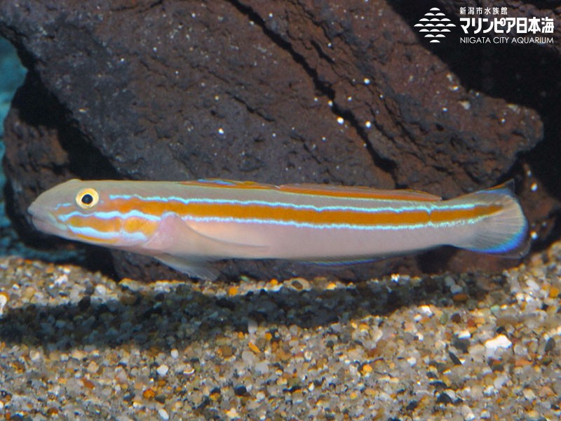 新潟市水族館 マリンピア日本海 生物図鑑 ニシキハゼ