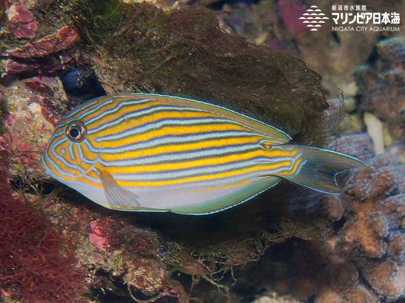 新潟市水族館 マリンピア日本海 生物図鑑 ニジハギ