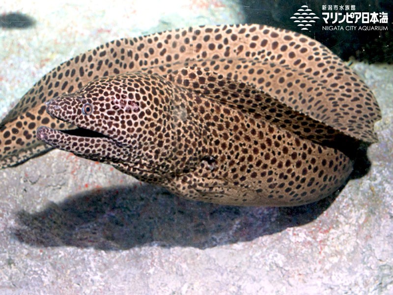 新潟市水族館 マリンピア日本海 生物図鑑 ニセゴイシウツボ