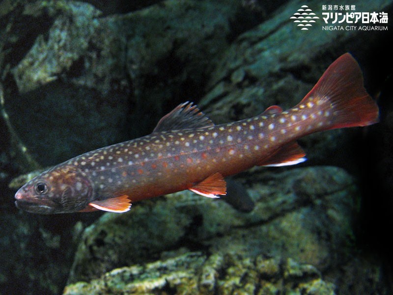 新潟市水族館 マリンピア日本海 生物図鑑 ニッコウイワナ