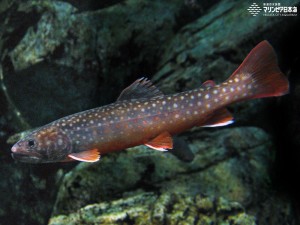 新潟市水族館 マリンピア日本海 生物図鑑 ≫ 「ニッコウイワナ」