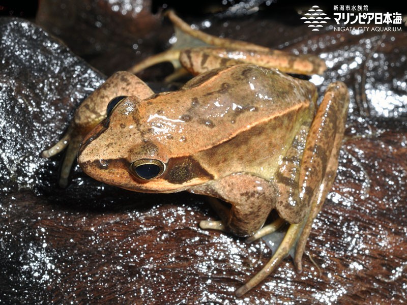 新潟市水族館 マリンピア日本海 生物図鑑 ニホンアカガエル