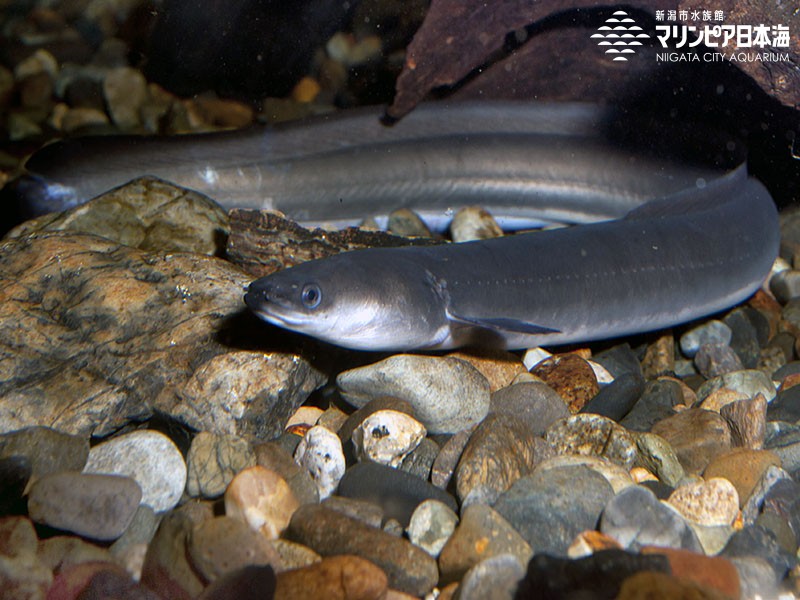 新潟市水族館 マリンピア日本海 生物図鑑 ≫ 「ニホンウナギ」