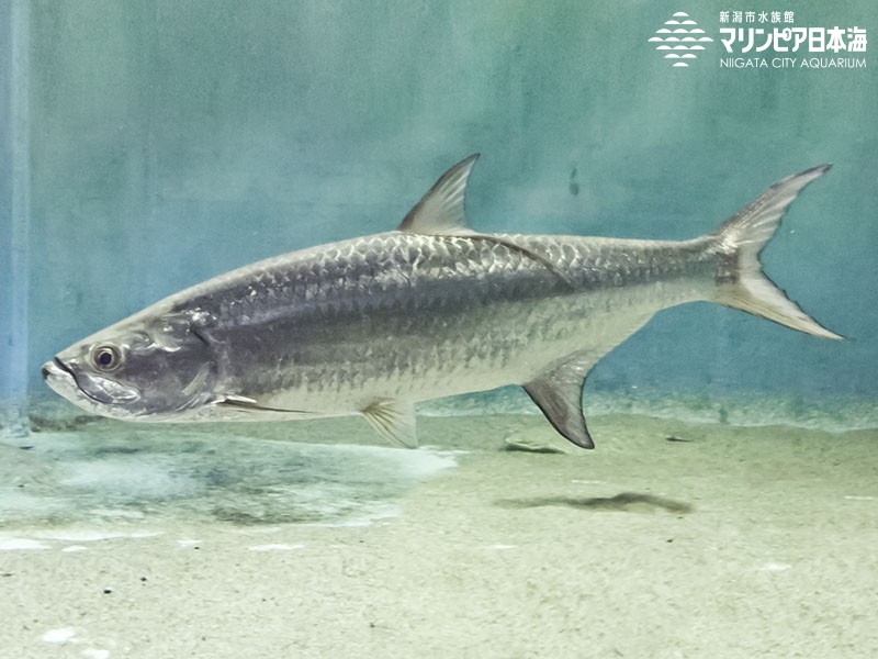 新潟市水族館 マリンピア日本海 生物図鑑 ターポン