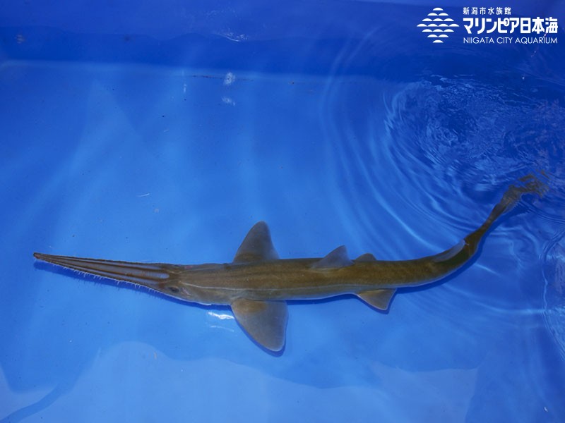 新潟市水族館 マリンピア日本海 生物図鑑 ≫ 「ノコギリザメ」