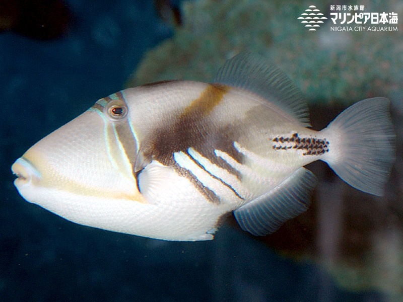 新潟市水族館 マリンピア日本海 生物図鑑 ムラサメモンガラ