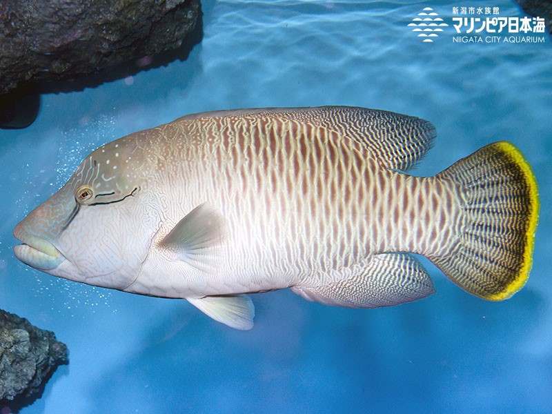 新潟市水族館 マリンピア日本海 生物図鑑 ≫ 「メガネモチノウオ」