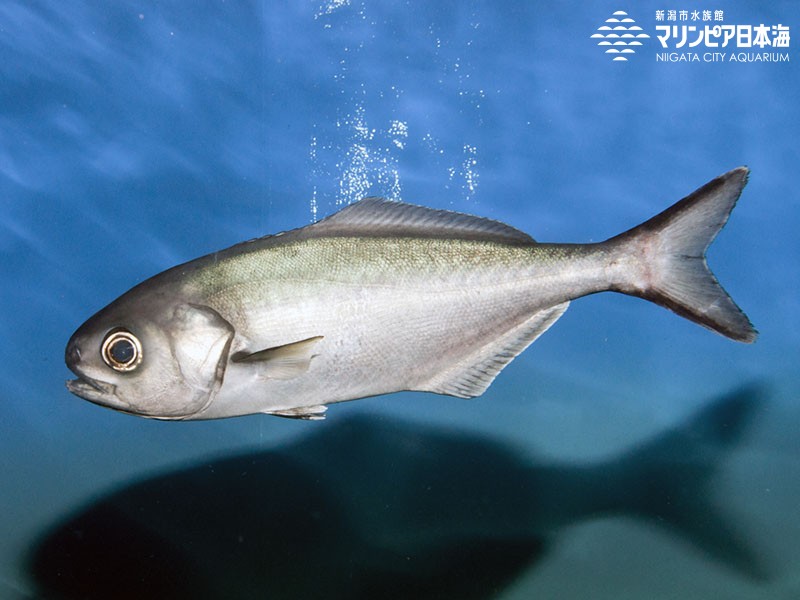 新潟市水族館 マリンピア日本海 生物図鑑 メダイ