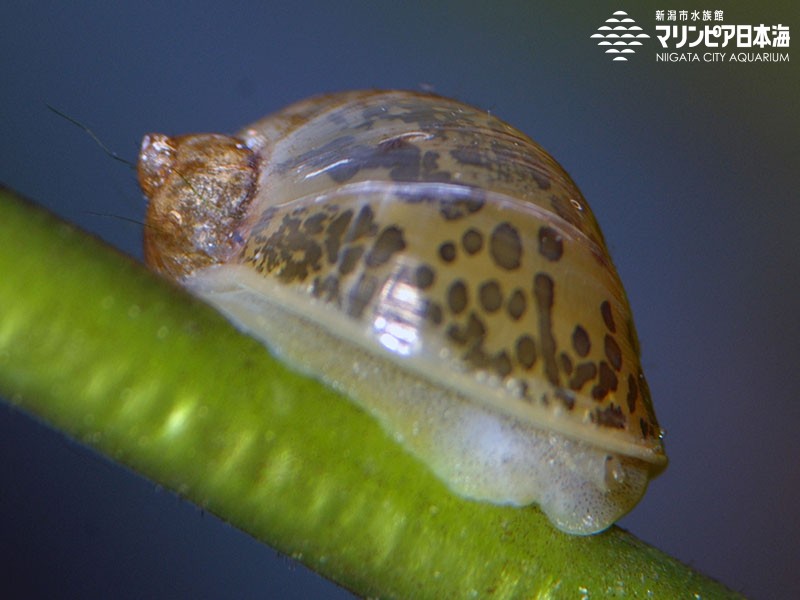 新潟市水族館 マリンピア日本海 生物図鑑 モノアラガイ