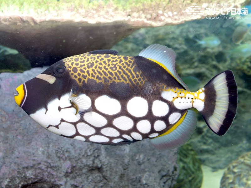 新潟市水族館 マリンピア日本海 生物図鑑 ≫ 「モンガラカワハギ」