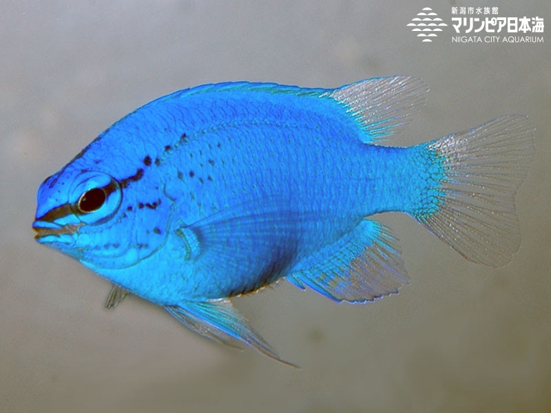 新潟市水族館 マリンピア日本海 生物図鑑 ルリスズメダイ