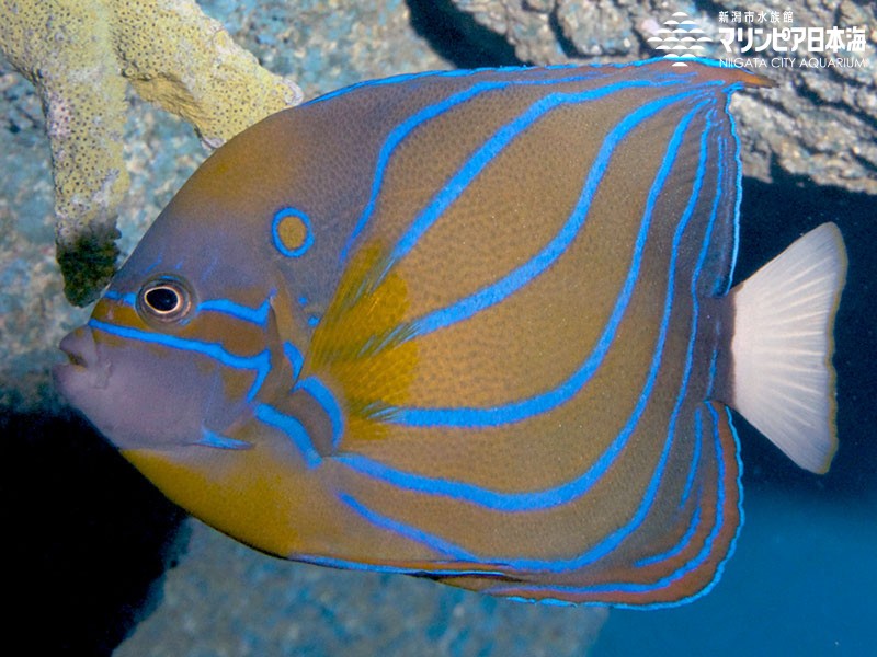 新潟市水族館 マリンピア日本海 生物図鑑 ≫ 「ワヌケヤッコ」