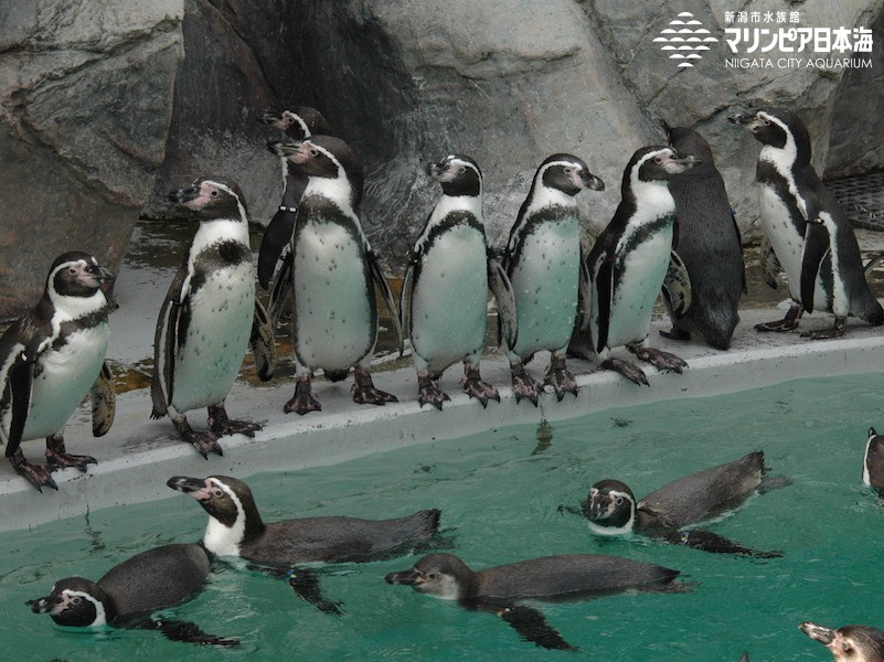 新潟市水族館 マリンピア日本海 生物図鑑 ≫ 「フンボルトペンギン」