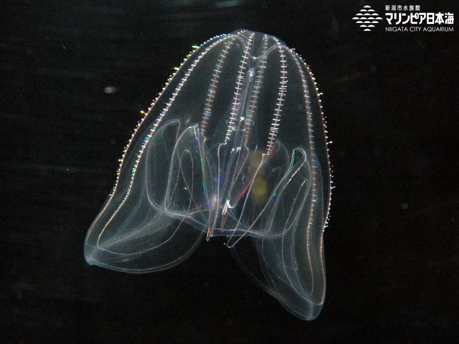 新潟市水族館 マリンピア日本海 生物図鑑 カブトクラゲ