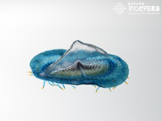 新潟市水族館 マリンピア日本海 生物図鑑 カツオノカンムリ
