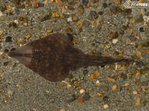 新潟市水族館 マリンピア日本海 生物図鑑 ≫ 「サカタザメ」