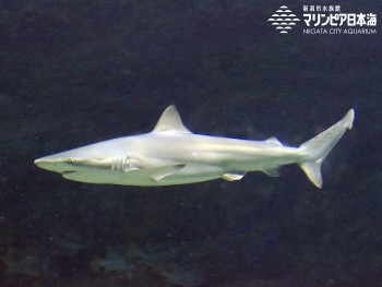 新潟市水族館 マリンピア日本海 生物図鑑 ≫ 「クロヘリメジロザメ」