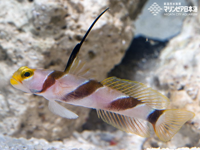 新潟市水族館 マリンピア日本海 生物図鑑 ヒレナガネジリンボウ