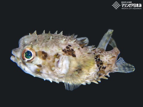 新潟市水族館 マリンピア日本海 生物図鑑 ≫ 「メイタイシガキフグ」